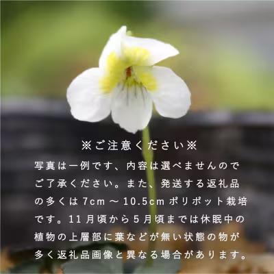 山野草5品種セット【AL-001】