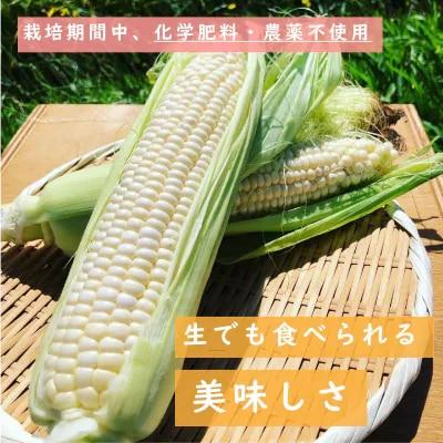 北海道産ホワイトコーン【AO-001】