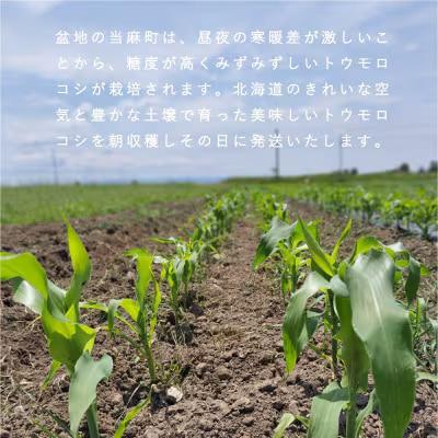 北海道産ホワイトコーン【AO-001】
