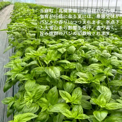 ドレッシング 万能バジル 12本セット【O-005】